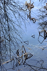 Grass & Water